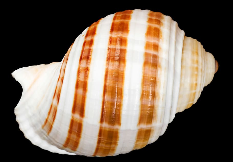 seashell, bone, close-up, closeup, coast, coastline, cockle-shell, conch, coral, cowrie