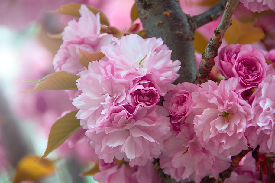 merah muda, cherry jepang, bunga, musim semi, segar, kayu, warna, mekar di, alam, mekar