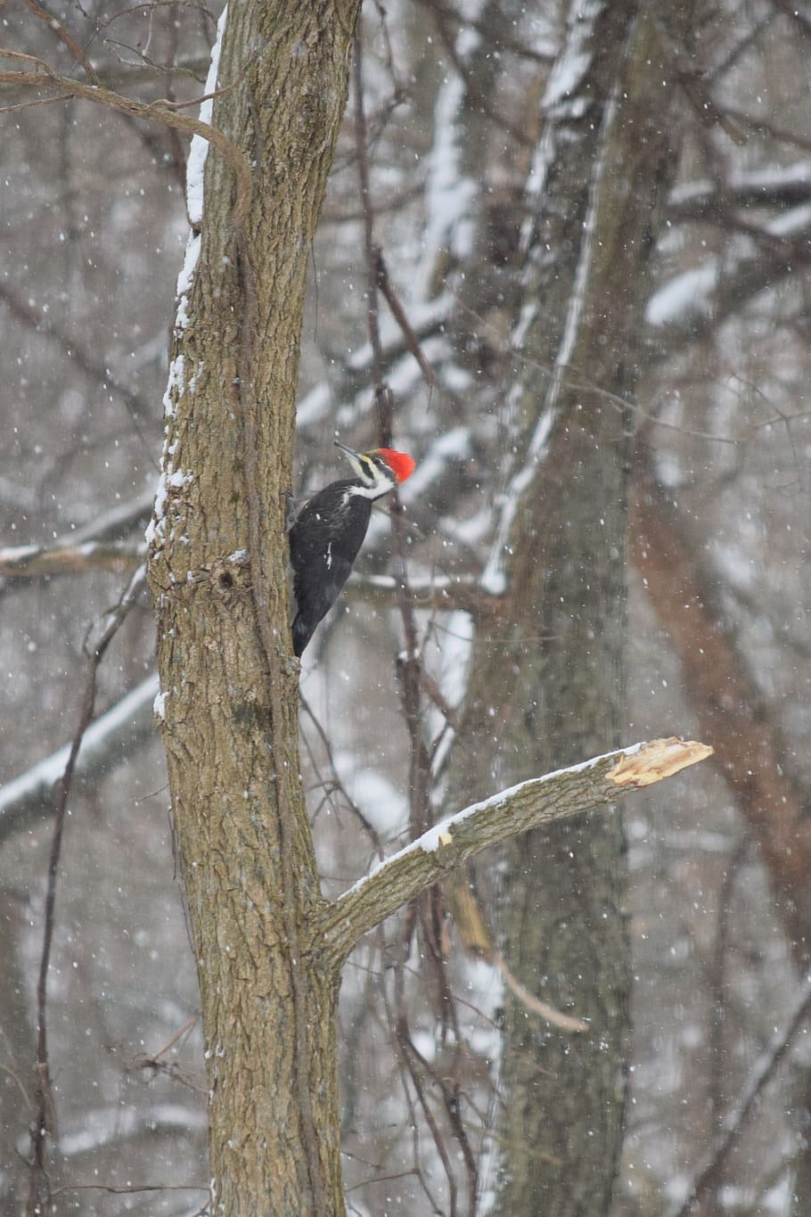 woodpecker, bird, foraging, nature, tree, perched, beak, trunk, black, red