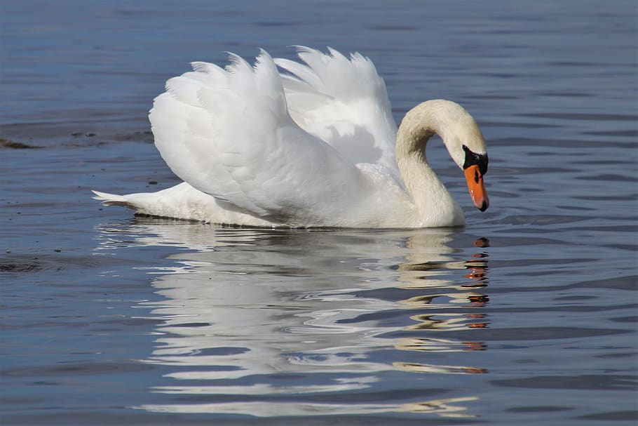 mirror image, swan, white, the backlight, swim, plumage, elegant, noble, swans, beautiful