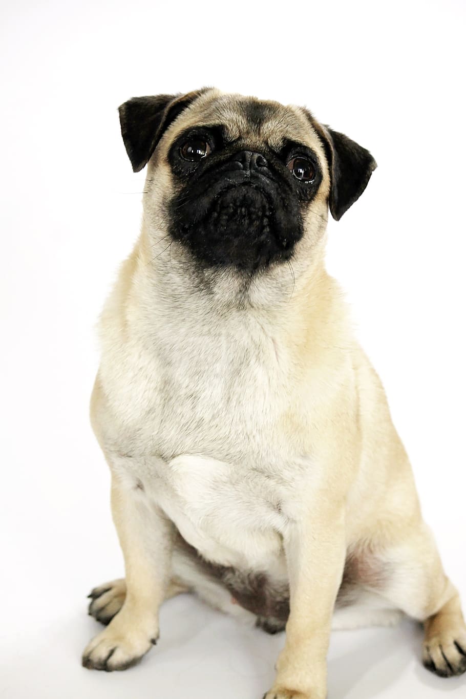 dog, cute, pet, purebred, pug, adorable, family tree, sit, young, funny