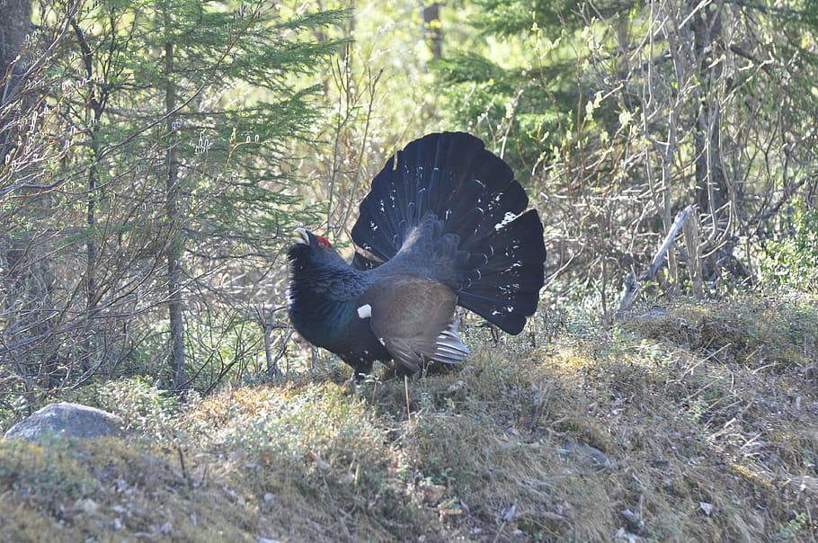 finland, capercaillie, auerhahn, grouse, species, forest, males, scheu, animal themes, animal