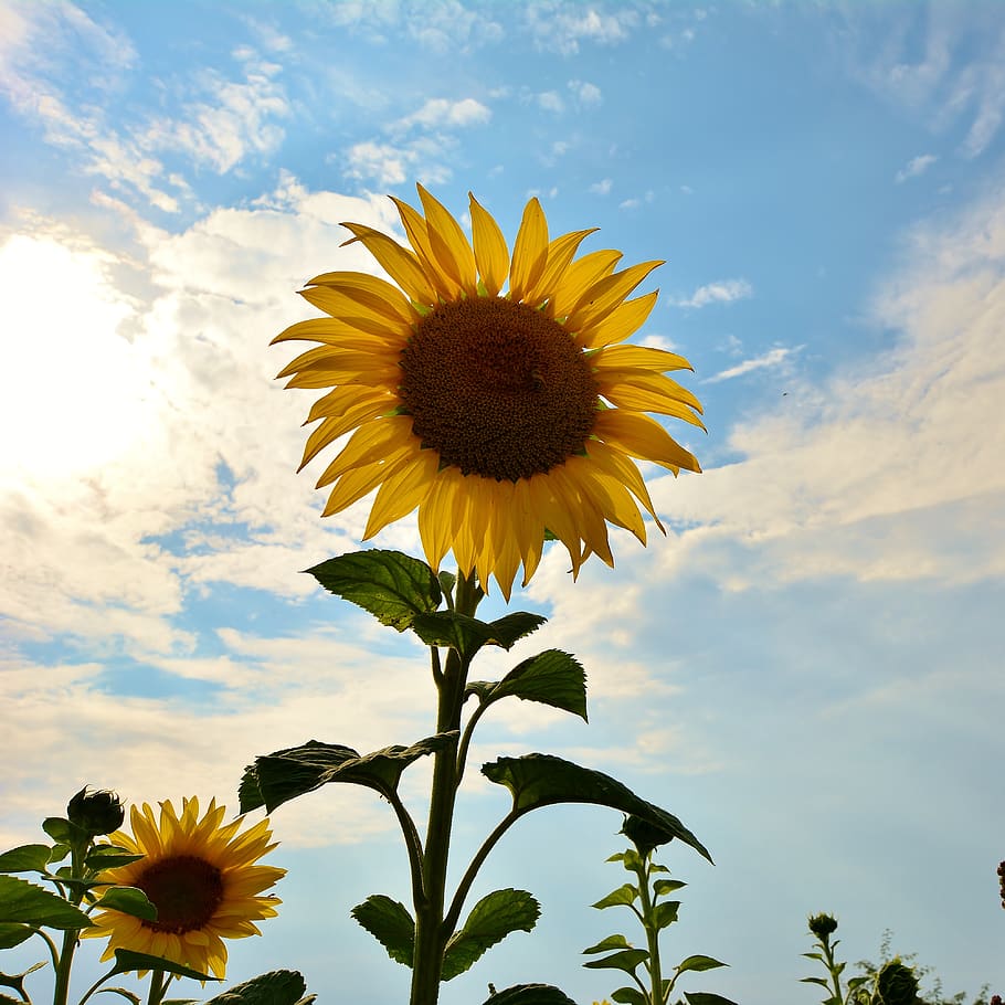 sunflower, nature, sunflower field, yellow, vulnerability, growth, fragility, plant, flowering plant, beauty in nature