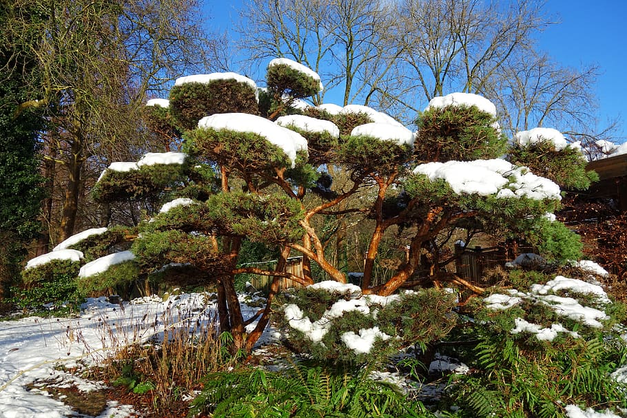 japanese pine, pine tree, snow, snowy tree, winter, japanese garden, park, design, culture, horticulture