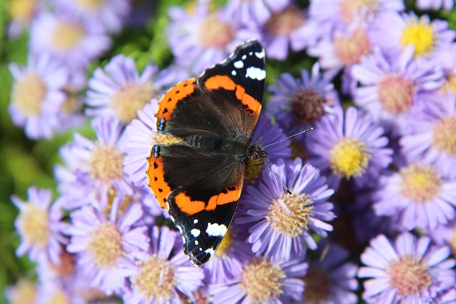 butterfly, butterfly red admiral, vulcan, lepidoptera, insect, flower, flowering plant, invertebrate, animal wildlife, animal themes