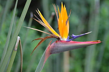 Página 6 | Fotos flor del ave del paraíso libres de regalías | Pxfuel