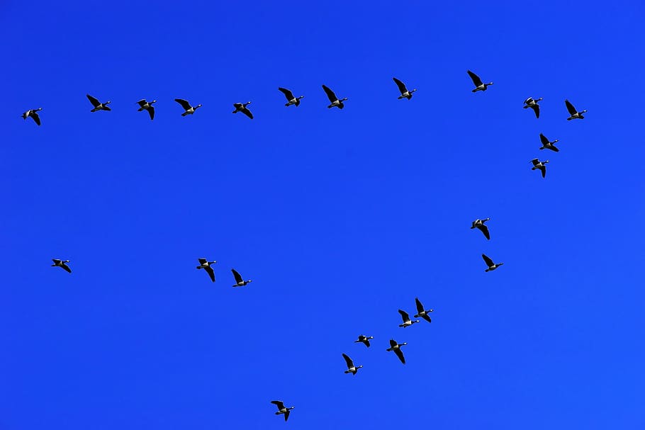birds, geese, migratory birds, animals, nature, animal world, flying, sky, wild geese, swarm