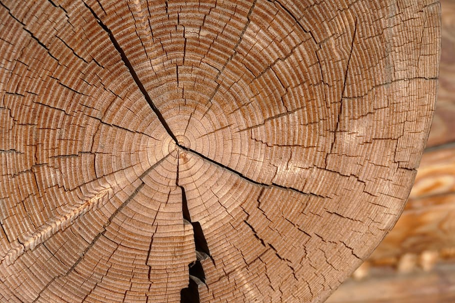 pohon, kayu, toples pohon, potongan melintang, hutan, log, tekstur, pola, cincin pohon, kulit kayu