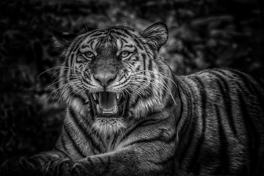 tiger, black white, black and white, big cat, cat, animal, animal themes, mammal, feline, one animal