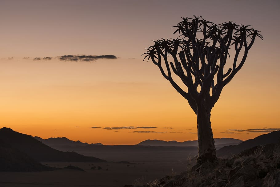matahari terbenam, pohon bergetar, namibia, afrika, alam, pemandangan, suasana hati, penerangan, romantis, senja