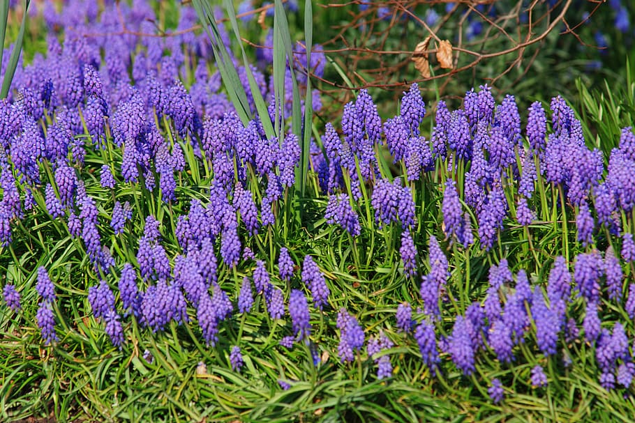 grape hyacinth, flowers, spring, blue, muscari, garden plant, inflorescences, bloom, garden, colorful