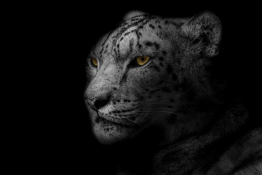 leopardo, animal, diseño, naturaleza, salvaje, safari, vida silvestre, gato, pelaje, exótico