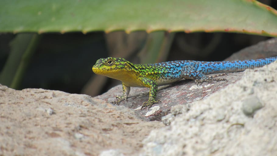push-dim, lizard, reptile, colors, blue, green, animal, nature, animals, reptiles