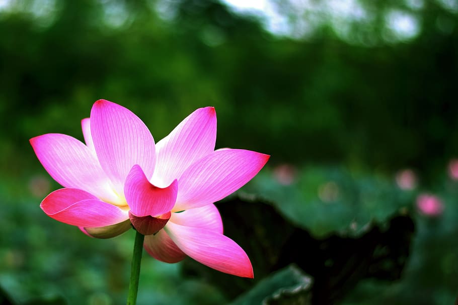 lotus, flowers, nature, flower, water plants, water, pink, open, plant, lily