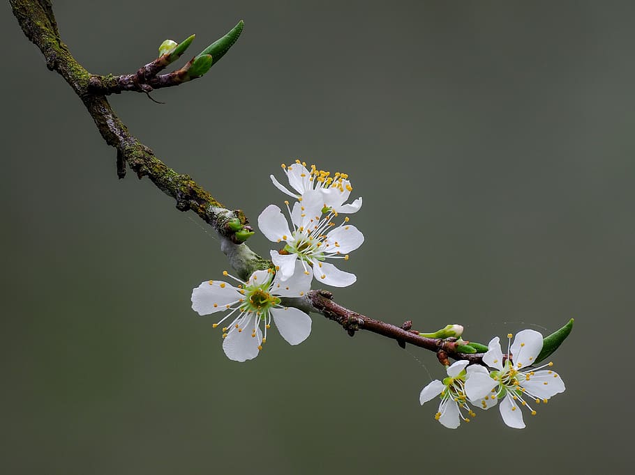 flower, the plum flower, page, blooming, spring, flowering plant, plant, beauty in nature, fragility, vulnerability