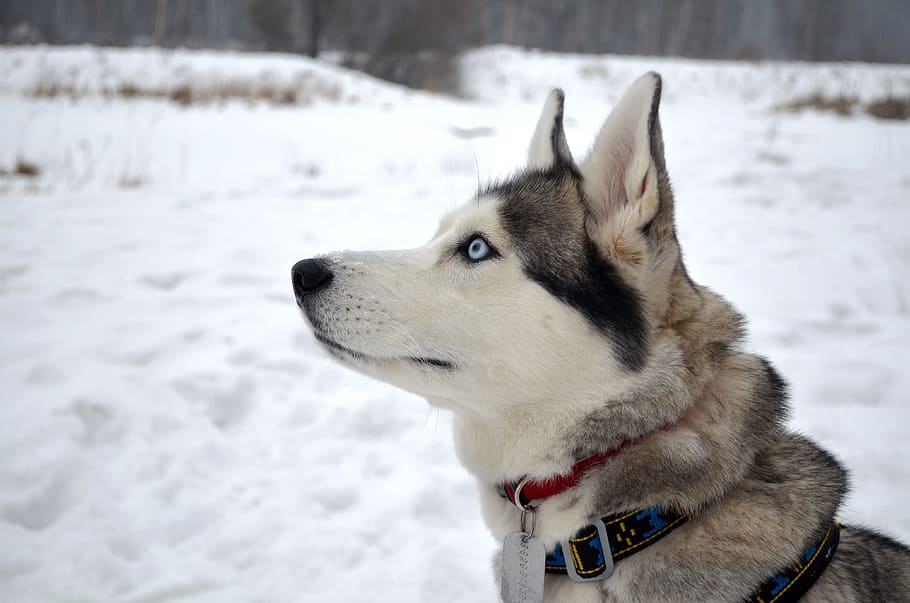 husky, dog, winter, snow, view, devotion, attention, profile, siberian, canine