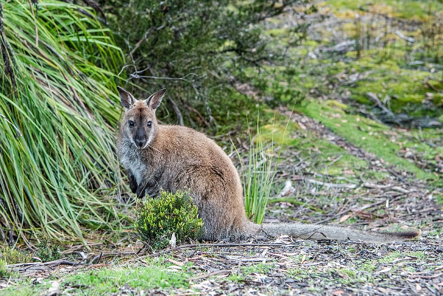 bennetts wallaby, red-necked wallaby, macropus rufogriseus, marsupial, wildlife, nature, animal, mammal, fauna, australian