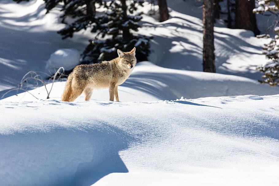 coyote, wildlife, nature, snow, predator, wilderness, wild, portrait, furry, mammal