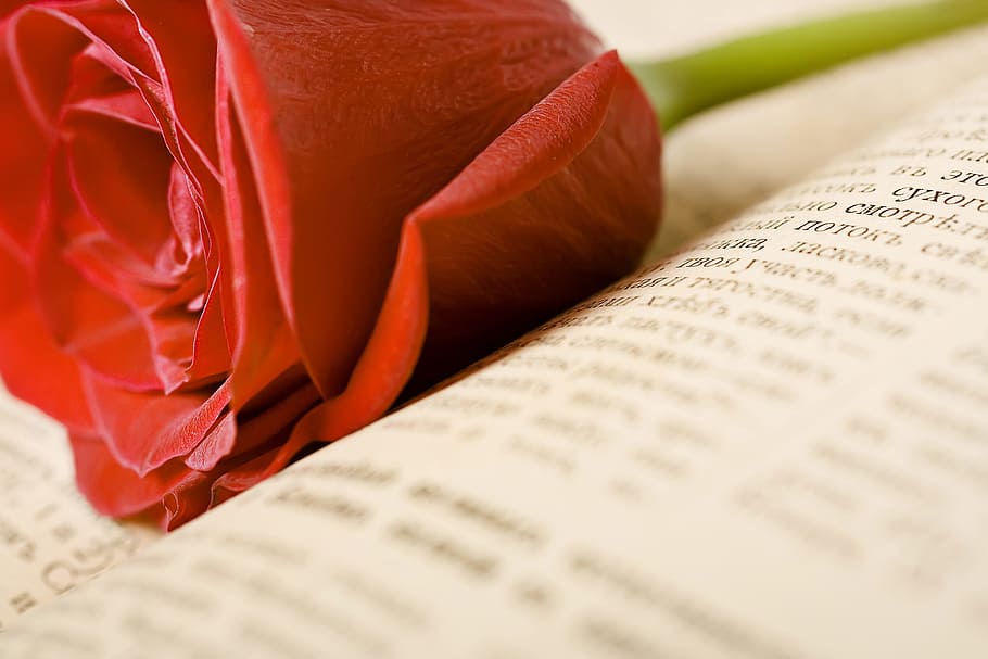 rose, book, gospel, scripture, closeup, foliage, rosa, theology, floral, pray