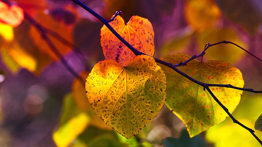 folhas de outono, humor, cor de outono, brilhante, atmosférica, clima de outono, coloridos, filial, cor, emergir
