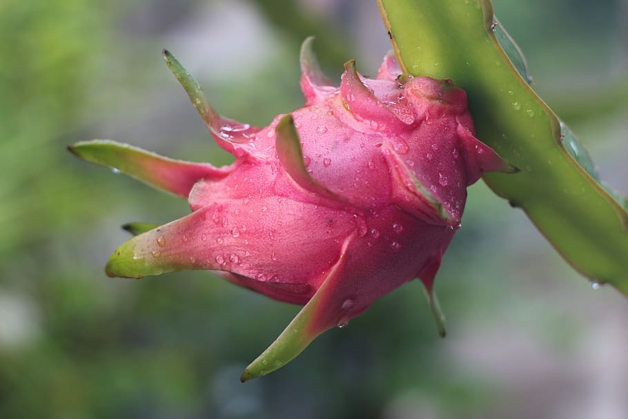 dragon fruit, fruit, pink, red, macro, close up, nature, flower, flowering plant, beauty in nature