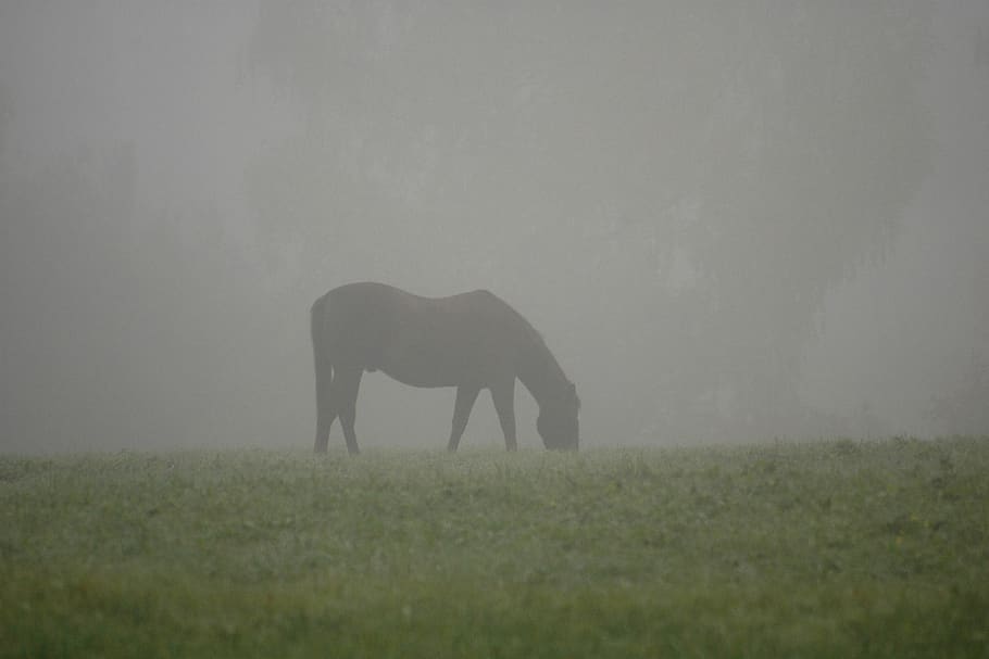 cavalo, nevoeiro, pasto, humor, atmosfera, atmosférica, silhueta, outono, manhã, romântico