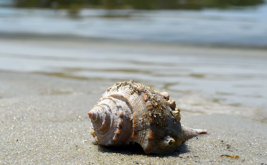 isolated, seashell, beach, looking, ocean., isolated seashell, conch shell, beach scene, seashells, sand