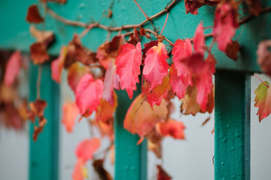 plants, nature, wall, ivy, the leaves, vine, all the time, red, light the original, autumn