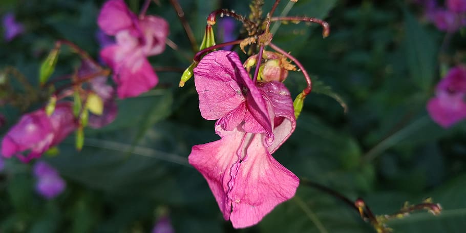 nature, plant, balsam, autumn, pink, flowering plant, flower, pink color, beauty in nature, fragility