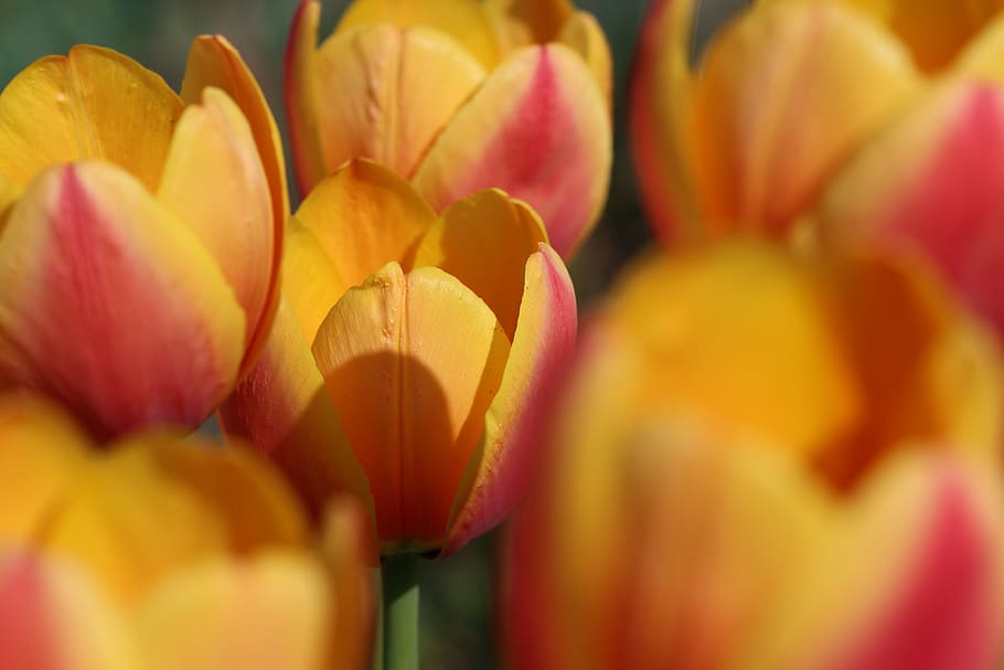 tulip, yellow, orange, red, spring, close up, flowers, blossom, bloom, cut flowers