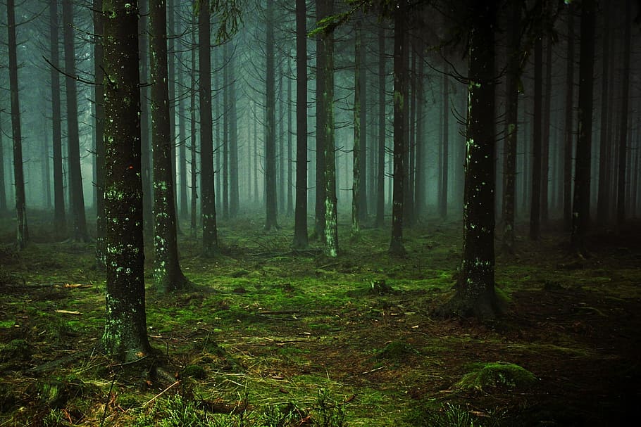 bosque, selva, plantas, arbol, madera, árbol, tierra, planta, tronco de árbol, tronco