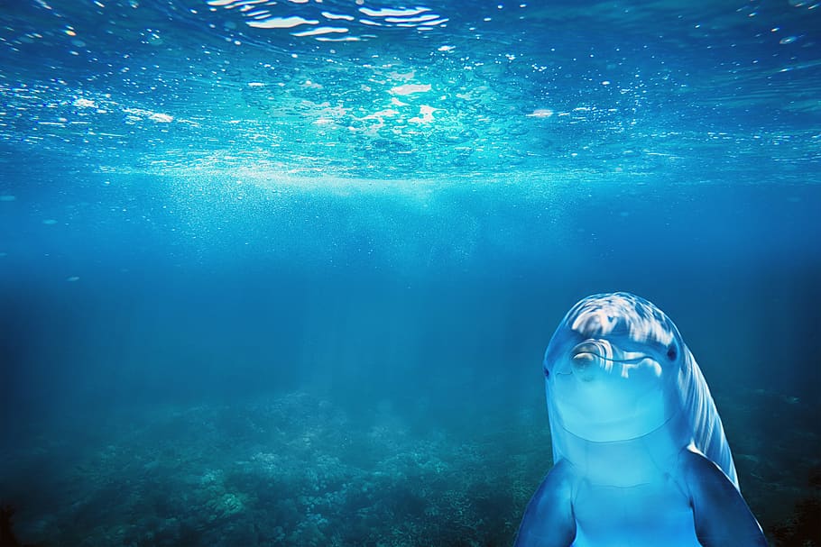 laut, biru, lumba-lumba, binatang, air, bawah air, hewan di alam liar, bawah laut, hewan margasatwa, berenang