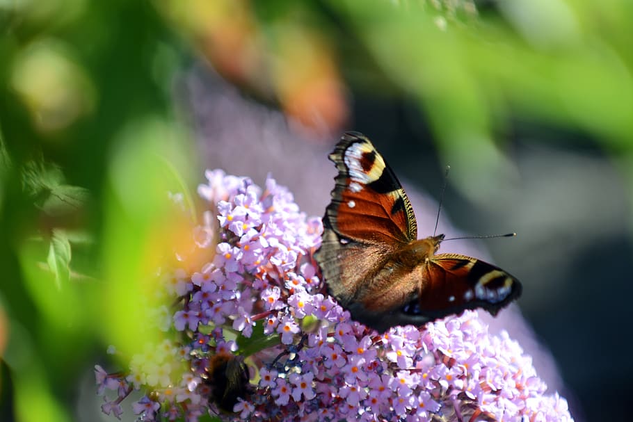 mariposa de pavo real, mariposa, insecto, naturaleza, verano, pavo real, edelfalter, colorido, ala, grabación de la naturaleza