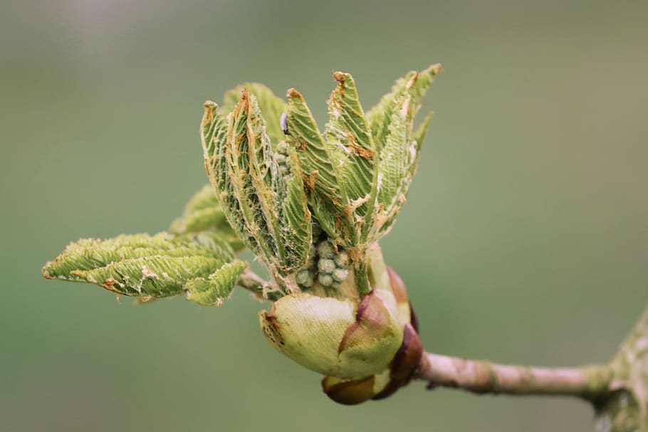 bud, chestnut, leaf bud, leaf, breaking up, grow, young, chestnut tree, spring, sprout