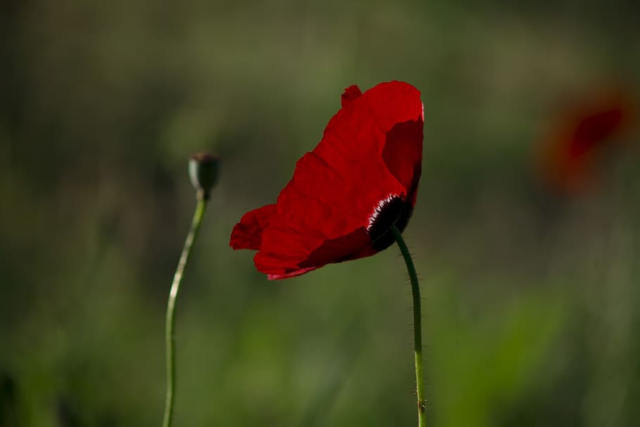 papaver rhoeas, flower, poppy, nature, red, plant, spring, color, summer, chan