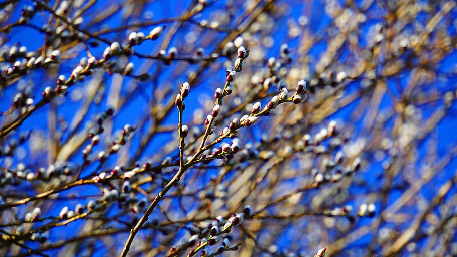willow catkin, february, winter, nature, nature conservation, branches, blue sky, tree, tender, sunny