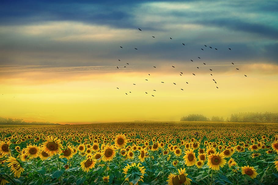 landscape, sunflowers, sky, clouds, sunset, yellow, field, beauty in nature, plant, cloud - sky