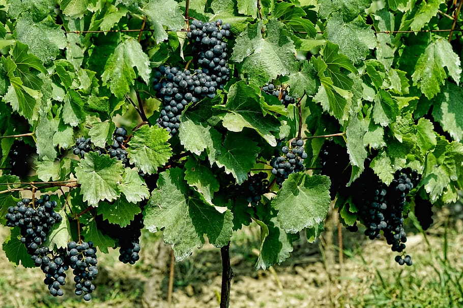 planta, vid, viticultura, uvas, comida, vino, fruta, hojas de vid, verano, comida y bebida