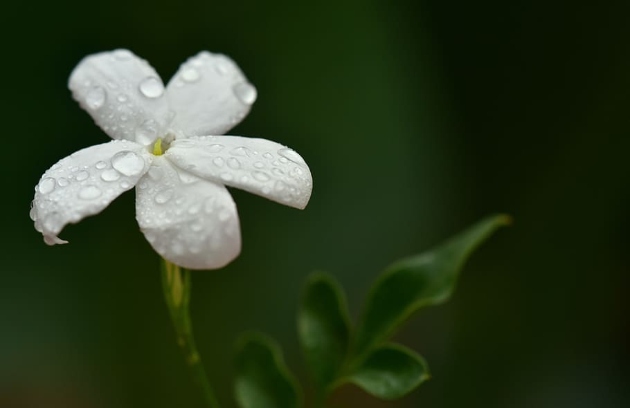 jasmin, jasmine flower, white, tender, small, fragrant, wet, drip, close up, fragrance