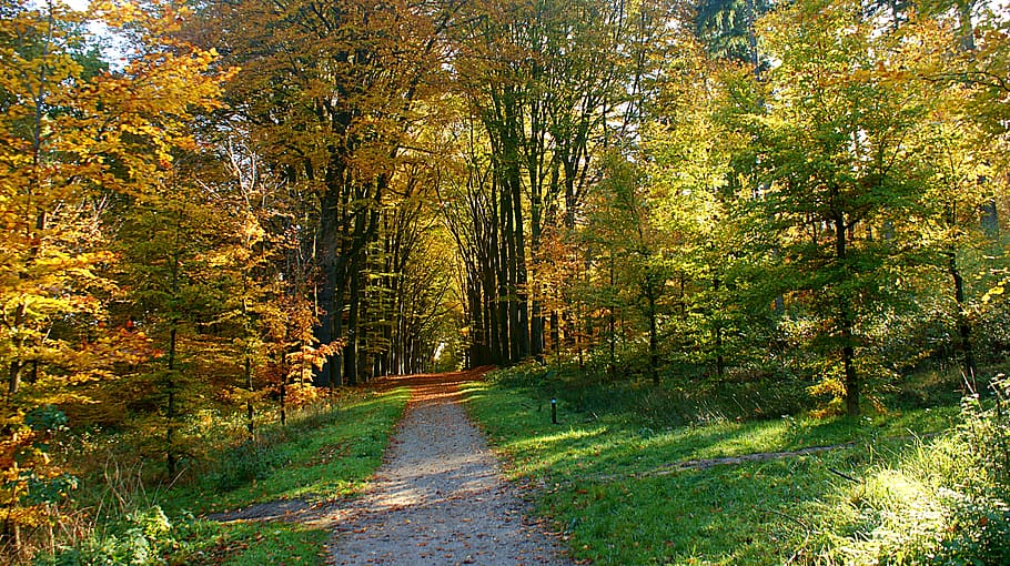 path, forest, distance, trees, autumn, forest path, vote, light, hiking, track