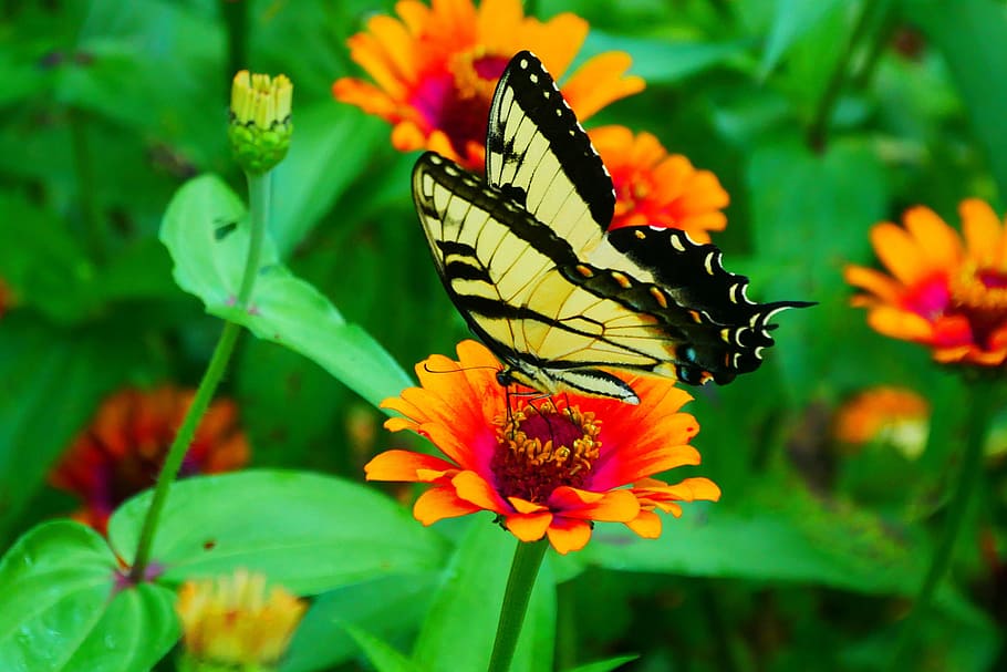 imagen, negro, amarillo, mariposa de cola de golondrina, descansando, flor de zinnia, mariposa amarilla, mariposa amarilla y negra, cola de golondrina amarilla común, papilio machaon