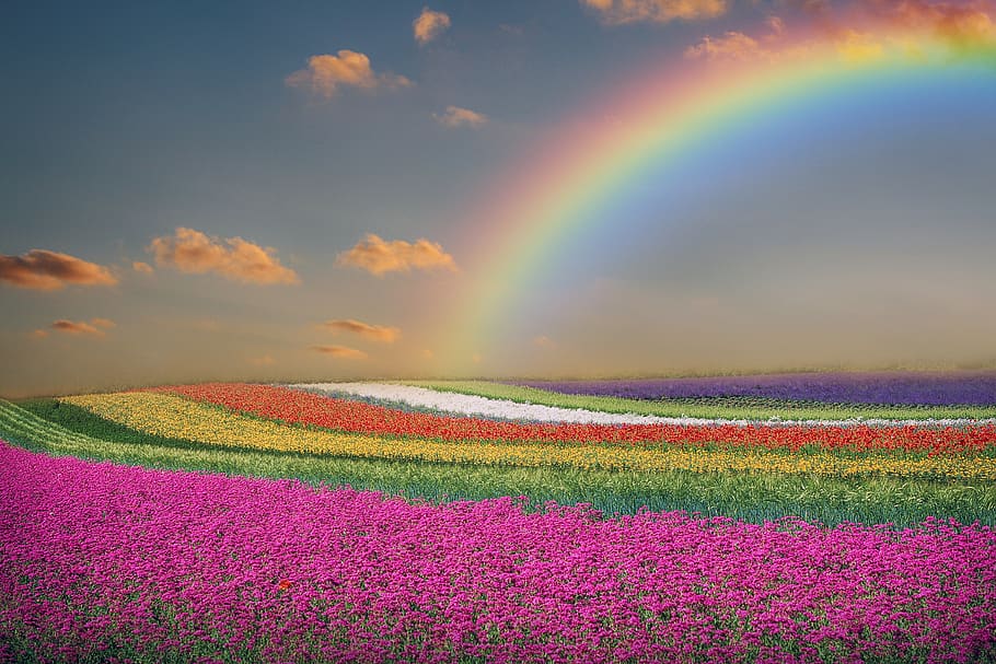 primavera, paisaje, flores, arcoiris, cielo, nubes, colorido, multicolor, belleza en la naturaleza, paisajes: naturaleza