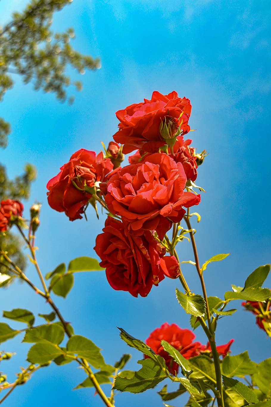 rosas, rojo, jardín, belleza, romántico, naturaleza, flor, planta, papel tapiz del teléfono, planta floreciendo