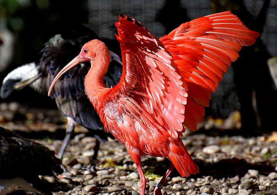 ibis, eudocimus ruber, scarlet ibis, red ibis, plumage, zoo, animal, tierpark hellabrunn, bird, animal themes