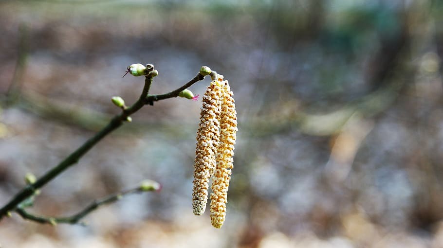 hazel, pollen, branch, tree, flowers, allergy, hay fever, inflorescence, plant, focus on foreground