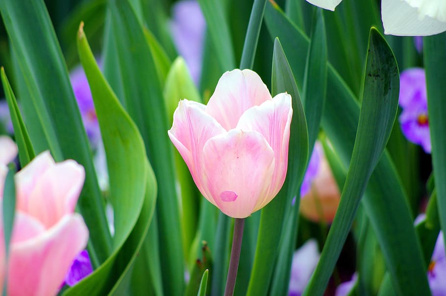 pink tulip at dallas, tulip, pink, dallas, botanical gardens, texas, flowers, spring, tulips, nature