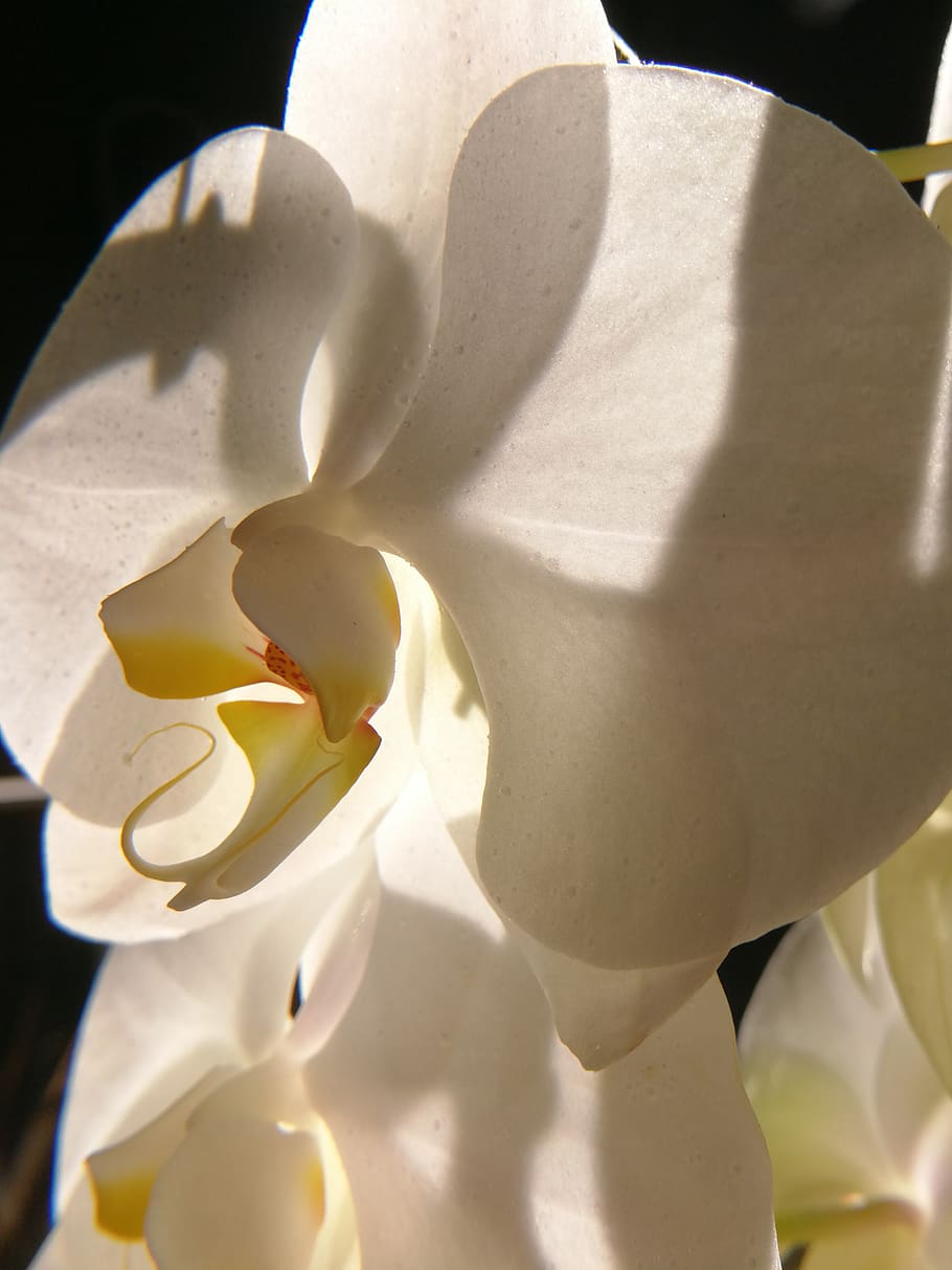 nature, beautiful, orchid, blossom, bloom, plant, orchids, flowers, phalaenopsis, houseplant