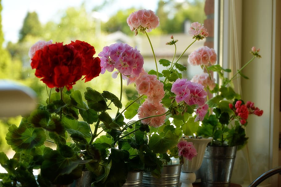 geranio, flor, primavera, ventana, rojo, rosa, planta, colorido, romance, el alféizar de la ventana