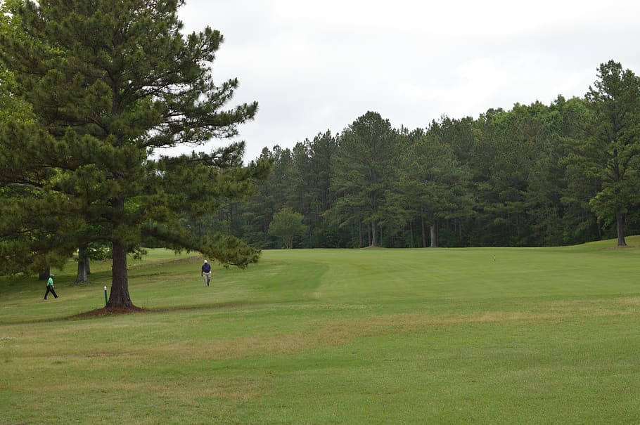 lawn, golf, fairway, course, tree, plant, grass, green color, sport, leisure activity
