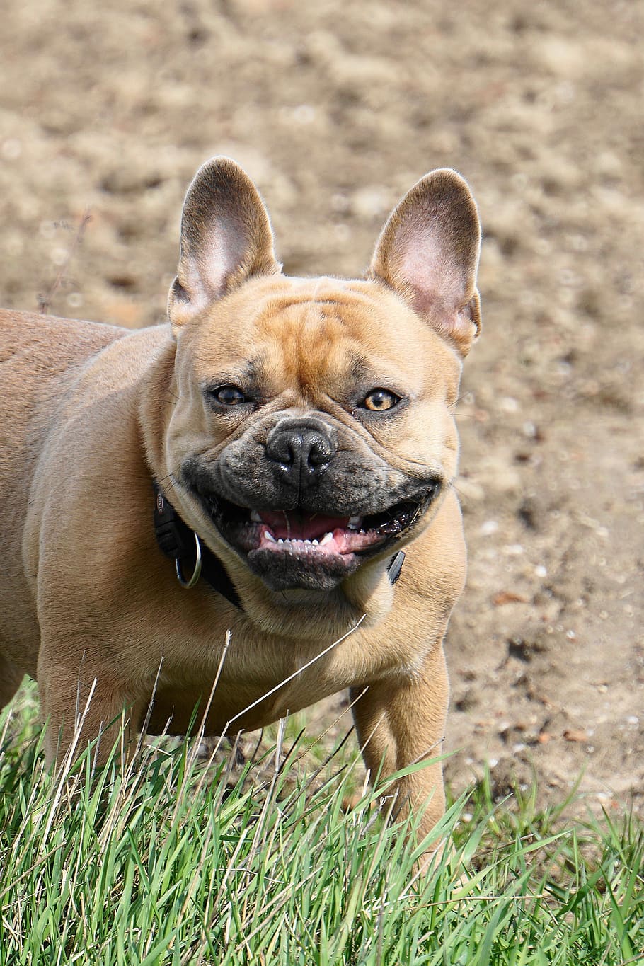 bulldog francés, perro, lindo, dulce, encantador, amigo, sonriente, atención, retrato de animal, bueno